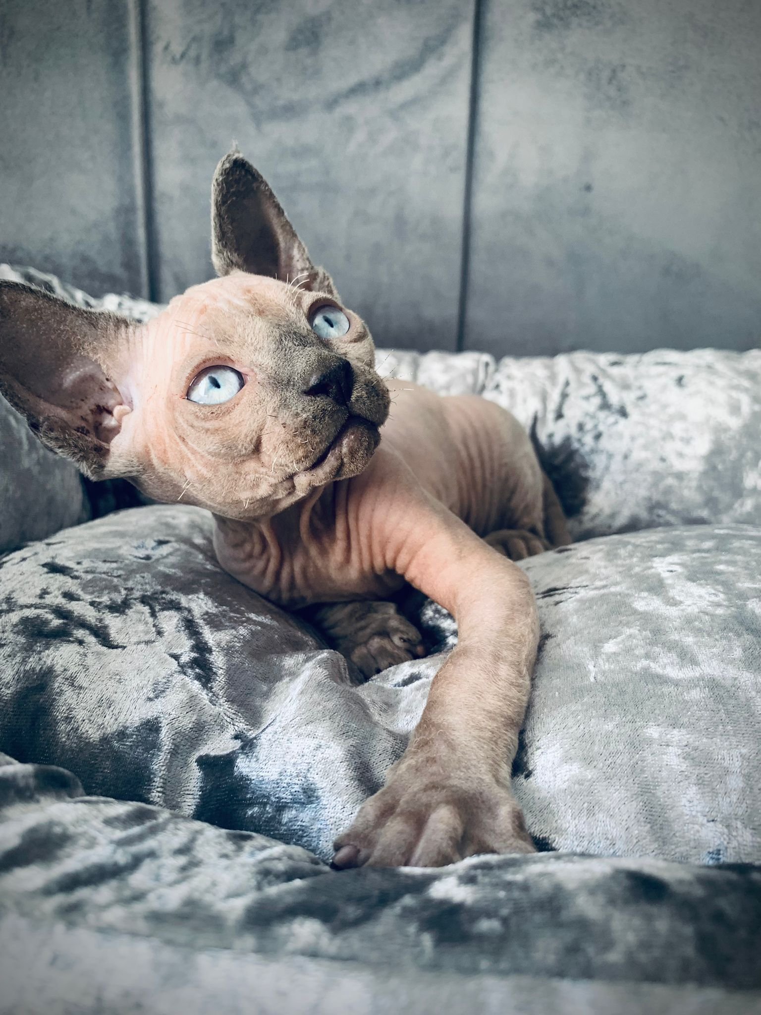 Tica hairless kittens sale